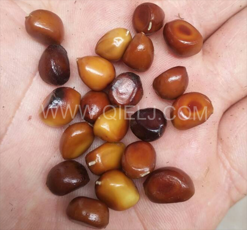 芍藥籽油加工設備企鵝機械實力廠家(圖1) 芍藥籽油加工設備企鵝機械實力廠家(圖1)